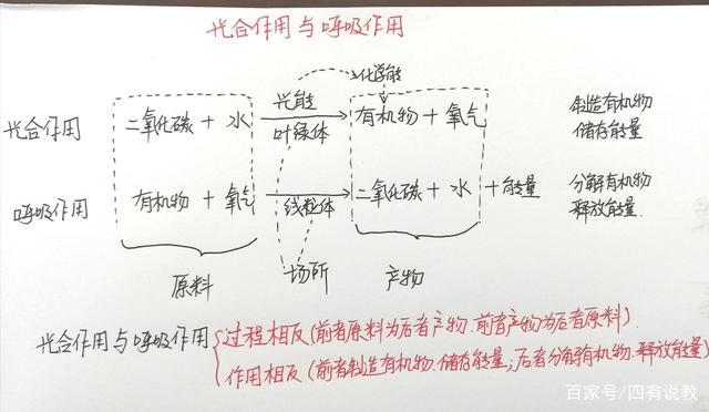 光合作用和呼吸作用均为初中生物重难点内容,也是考试必考知识点,将