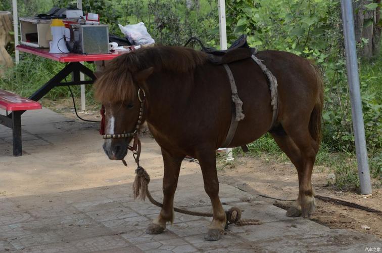 这小毛驴的头型如何,齐头海比较流行.