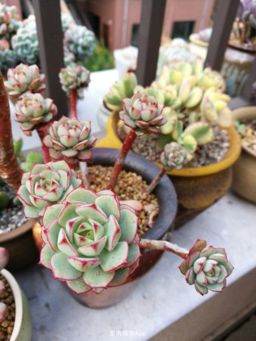 冬至后,多肉们艳若桃李.