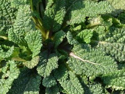 蛤蟆草泡水喝的功效