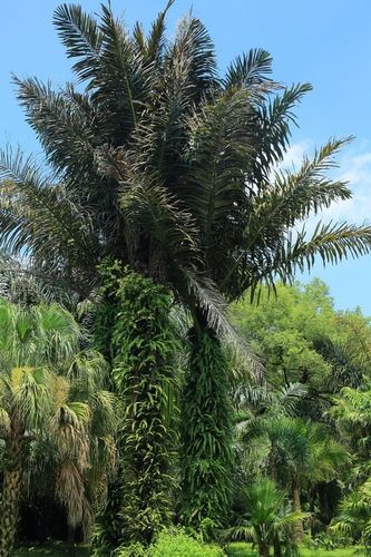 砂糖椰子植株