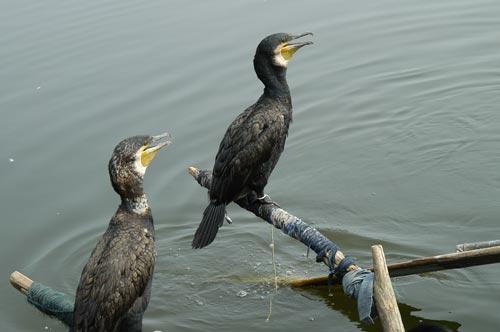   鱼鹰,鹗分 类:falconiformes鹫鹰目鹗科形态特征:&