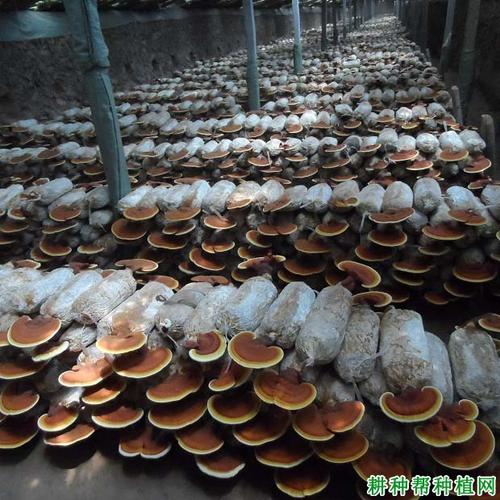 适宜灵芝生长的基质含水量