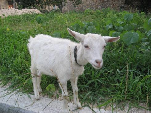 乡村美如画之六:趣稚小动物