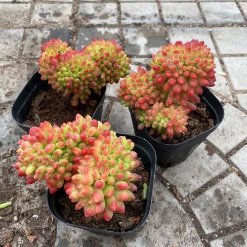 精品控养多肉植物春萌缀化肉肉新手养殖状态多肉植物