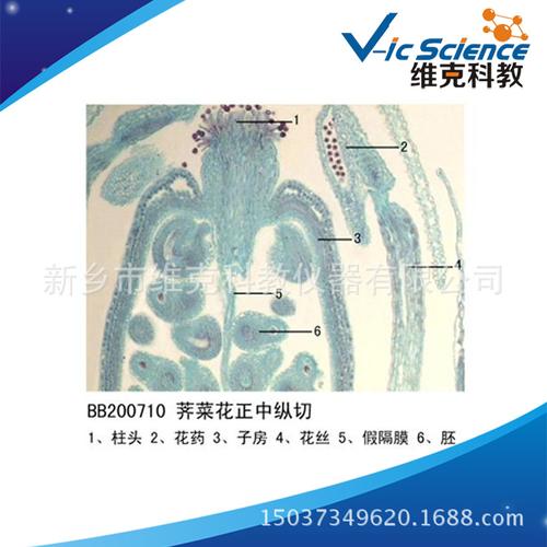 直供 荠菜花正中纵切 植物类花及花的生长 生物切片 显微镜玻片