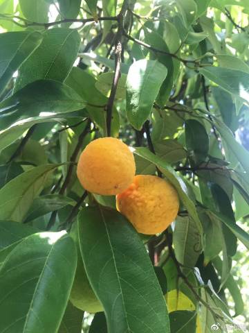 似柠檬的白桂木果 白桂木是桑科波罗蜜属植物,分布于中国广,海南,福建