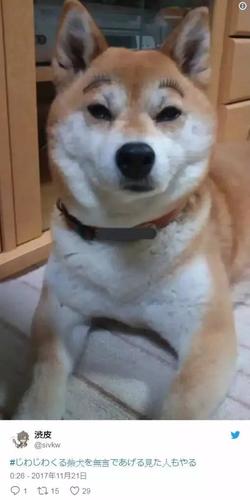 出去玩一圈,顺便还给自己纹了眉 原来柴犬有睫毛是长这样的