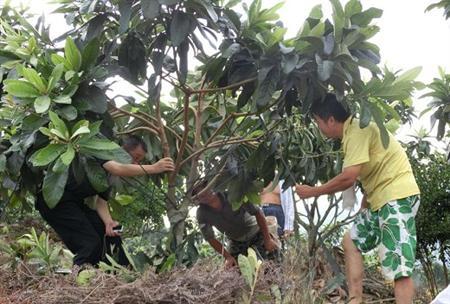 枇杷树的树性是什么