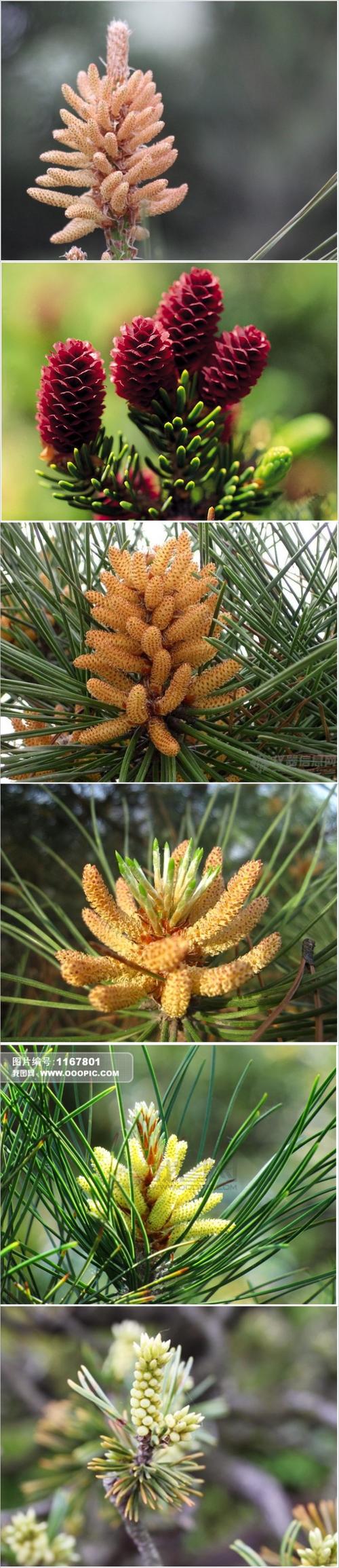 松树开花,原来这么美! 松科是裸子植物门…-堆糖,美好生活研究所