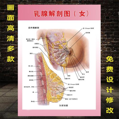 乳房结构示意图女性胸部宣传画人体解剖图妇科门诊海报乳腺结构图