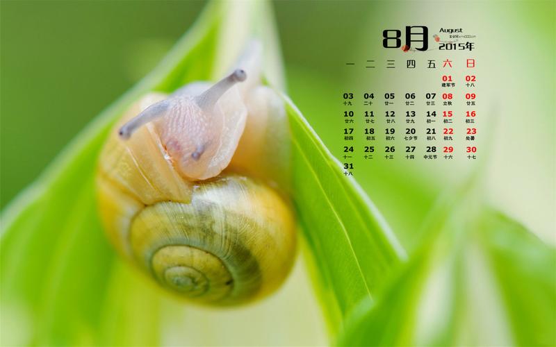 2015年8月日历壁纸可爱小蜗牛绿色护眼高清图片