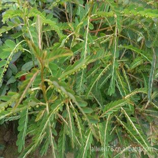 叶下珠(珍珠草)提取物 underleaf pearl extract