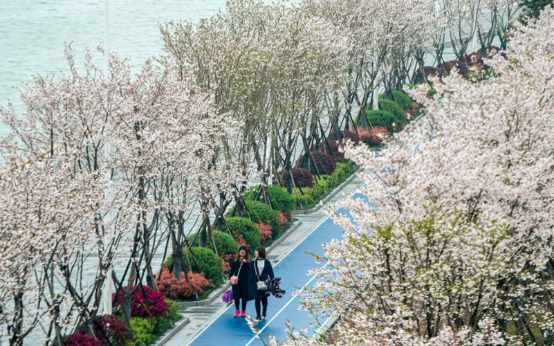 美爆了!杭州滨江最美跑道变身樱花大道