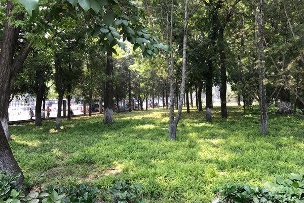 图:东单公园内恢复绿地景象