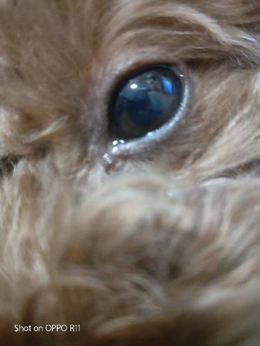 你好我家狗狗瞳孔变成蓝色的了.