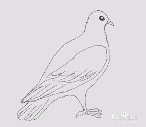 简笔画鸽子是怎么画的