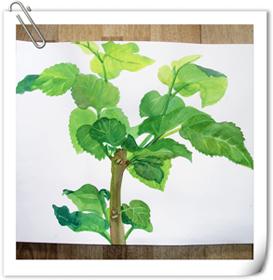 生命的喜悦_爱画画的猫_新浪博客