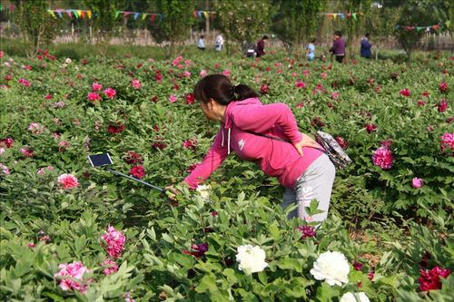 减河牡丹园——牡丹花开时节