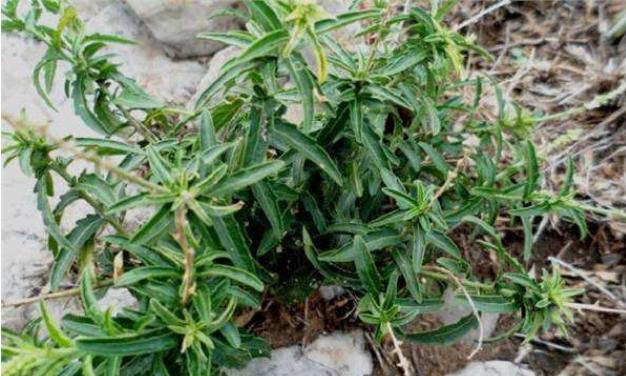 此物是"珍珠透骨草",农民见到就拔,不知其珍贵,如今要