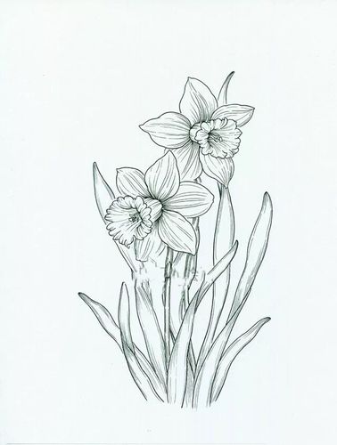 线描写生——植物篇(8次课时)