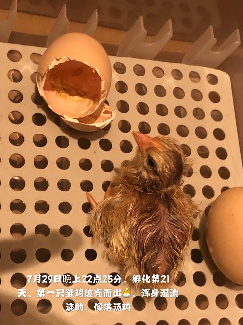 记小鸡孵化过程及成长
