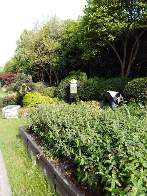 其它 武汉城市名片的绿色守护者 写美篇园区绿化养护过程中,最为常见