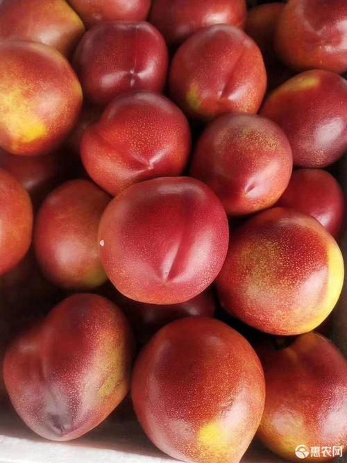 [中油油桃批发] 自己地里的油桃,现摘现发,价格29元/箱 - 惠农网