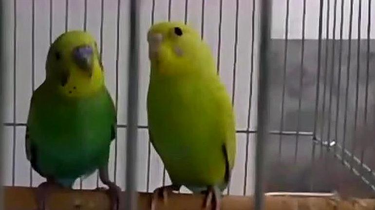 虎皮鹦鹉的叫声!