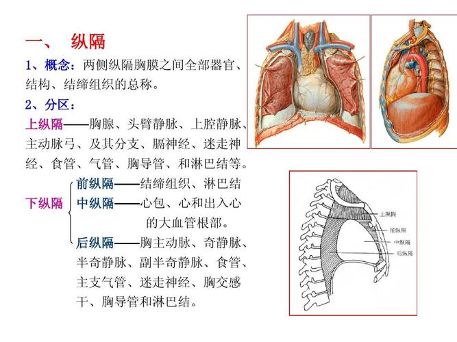 医药卫生 临床医学 内脏学(呼吸系统) 一, 纵隔 1,概念:两侧纵隔胸膜
