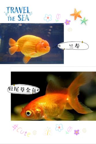 金鱼的种类       玉兔,兰寿,红蝶尾……金鱼有很多的品种,无奇