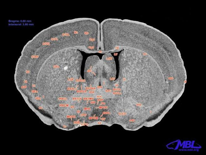 小鼠大脑解剖图谱