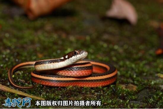 金丝蛇金丝蛇资料图片品种简介