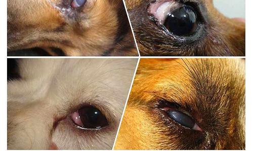 正常情况下狗狗角膜应该是透明,清澈的,在狗狗角膜炎的时候,狗狗的
