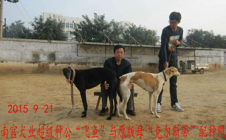 日棋盘山常某的格力犬种母克尔斯蒂使用南宫犬业的格力犬种公飞鱼配种