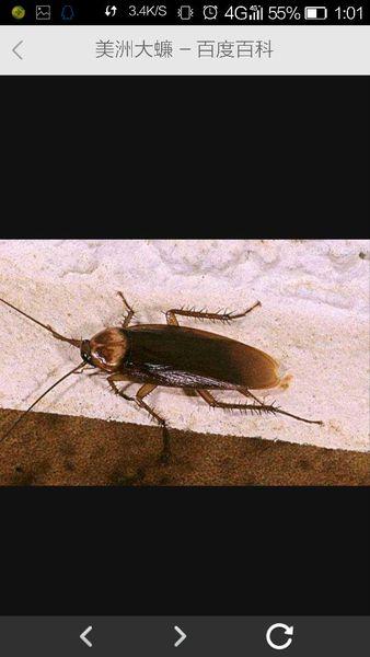 追答: 美洲大蠊是蜚蠊科中体积最大的昆虫.