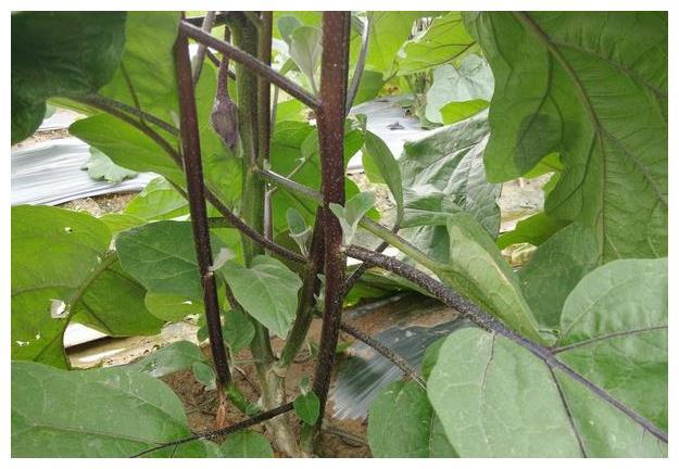 茄子整枝有讲究,种植高手教你正确的方法,不花一分钱