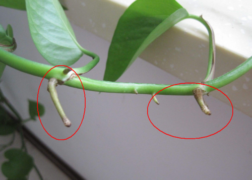 绿萝可以连盆放到水里养吗