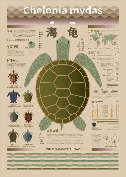 海洋生物科普信息图表