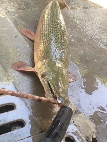 鱼塘出现数条"鳄雀鳝",村民无奈,鱼塘的鱼被吃个精光