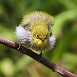 暗绿绣眼鸟图集(二)