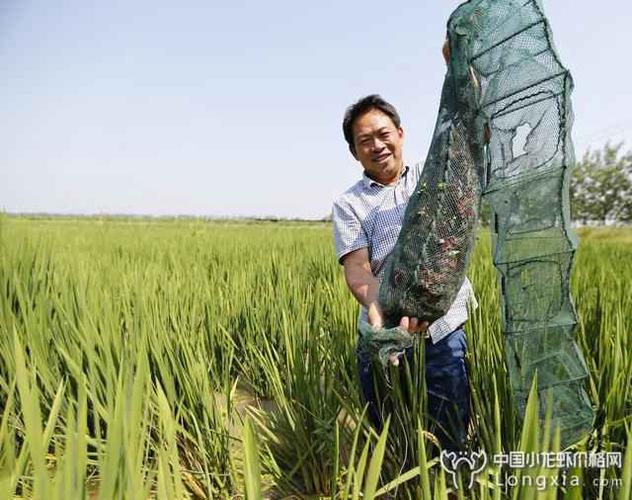 1 品种选择在稻虾综合种养模式中,由于水稻长期淹水,烤田时间短,所以