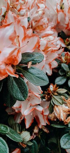 苹果11锁屏壁纸.背景图片