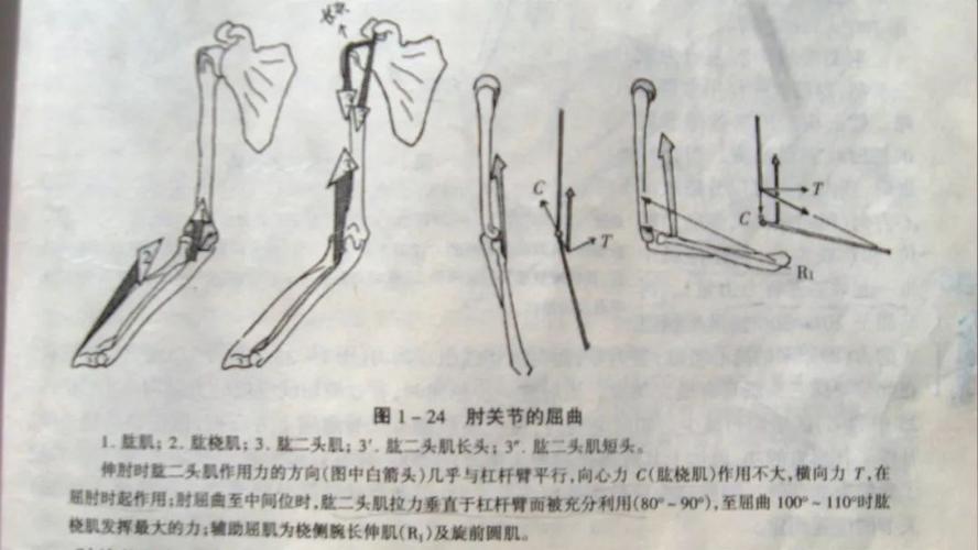 肘关节运动学二