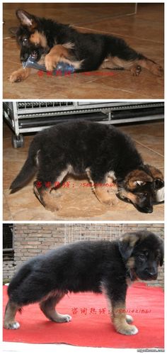 ac联保,赛级德国牧羊犬出售.