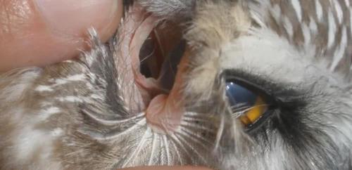 通过猫头鹰的耳朵内侧,居然可以直接看到眼球?真是奇特的构造!