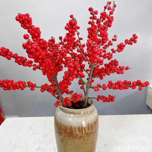 愿你像北美冬青一样生活