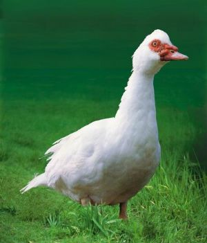 动物屯鸟简笔画