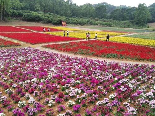 九龙生态园已于正月初八正式营业,欢迎光临!