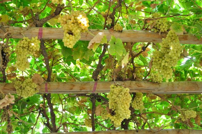 新疆之旅(十六)——吐鲁番之葡萄沟